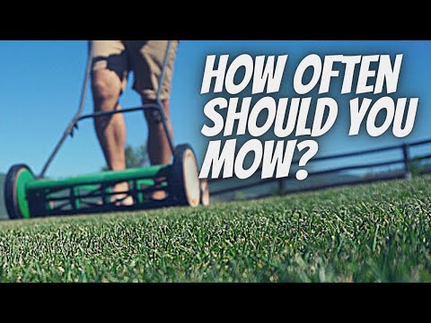 HOW TO mow for a HEALTHY LAWN. Mowing times and frequency