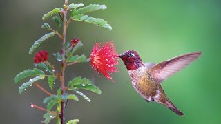 Through the Lens: Backyard Biodiversity