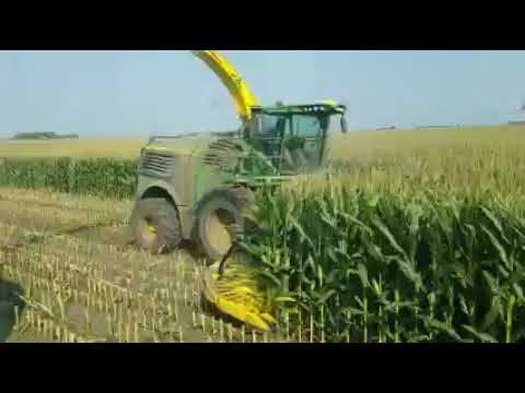 Cutting corn silge. Murdock Minnesota Yost farm..
