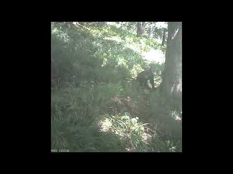 Adevăratul Baloo într-o pădure din Parcul Național Retezat din cadrul Romsilva