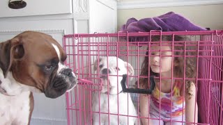 Bad Dogs! (WK 216.6) | Bratayley