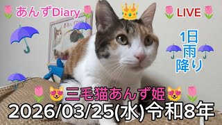今日の三毛猫神の子あんず姫👸令和８年３月２５日(水)第７８２回新６９２ライブ配信(あんずDiary推定６歳８ヶ月)#保護猫#三毛猫あんず姫#あんずDiary#あんず姫応援隊メンバー募集中