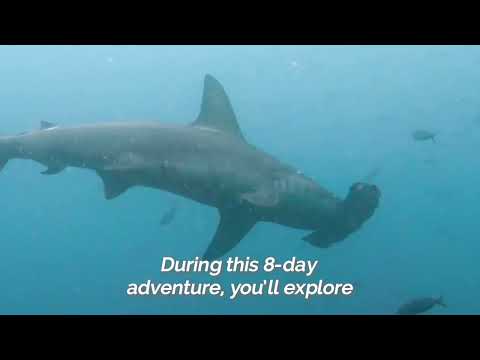 8-Day Galápagos Complete Island-Hopping Adventure | Explore Isabela, Santa Cruz & San Cristóbal