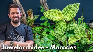 Juwelorchidee (Macodes) | Liquid Nature Pflanzenvorstellung