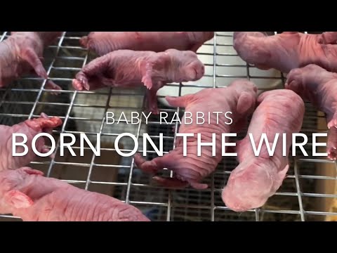 Baby Rabbits Born on the wire