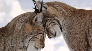 Tenerezza - Tenderness 432 Hz by G.S.