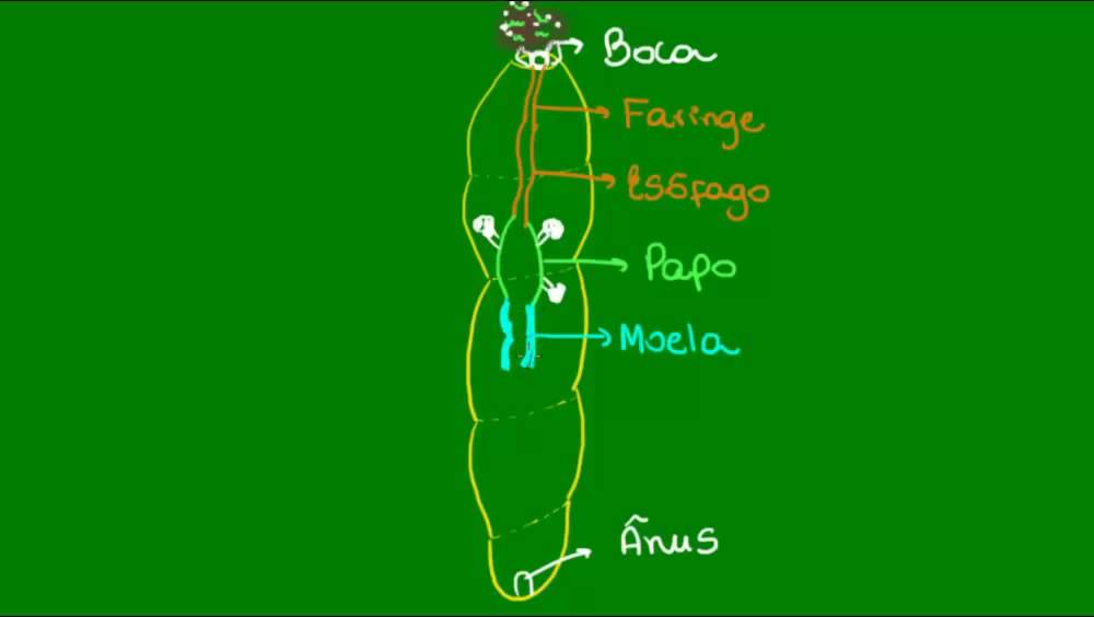 Sistema digestório dos Anelídeos - Zoologia - Biologia