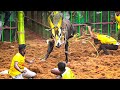 ஜல்லிக்கட்டு 2025 Jallikattu 2025