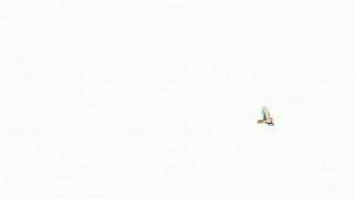 Susana Baca. Copla de la O