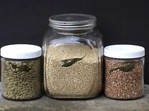 Bayberry Memories ( substitute for Bay leaf)