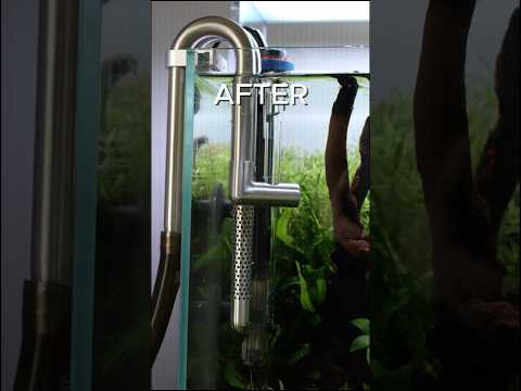 Stainless Steel Lily Pipes are a game changer? #aquascape #aquarium #aquaticplants #aquascaping