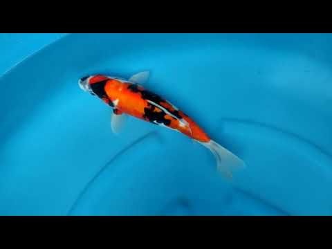 B2946 06 D SHOWA 34CM F OGATA