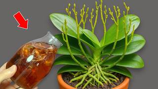 Pour 1 Cup per week! Orchids create new roots and flowers immediately