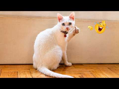 The FUNNIEST Cat Clips on the Internet 😂 SUPER Funny Cat Videos 2026