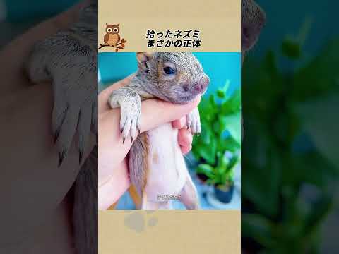 拾ったネズミ まさかの正体  #感動ストーリー #animals  #感動の館  #ペットストーリー
