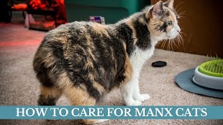 How to care for Manx cats updated 2021 || Manx cats facts || Manx cats care