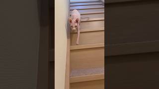 おいで！と呼ぶと鳴きながら駆け寄ってくる猫アレクサンドラ【スフィンクス】