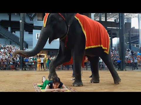 Con Voi - Xiếc Voi - Chú Voi Con Ở Bản Đôn Nhạc Thiếu Nhi Vui Nhộn