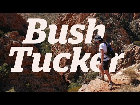 Alice Springs | Bush food and cultural tours