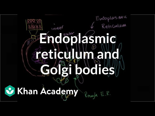 Výslovnost videa endoplasmic reticulum v Anglický