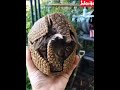 armadillo cute🥰💫 #armadillo #cute #funny #shorts #funnyshorts #fyp