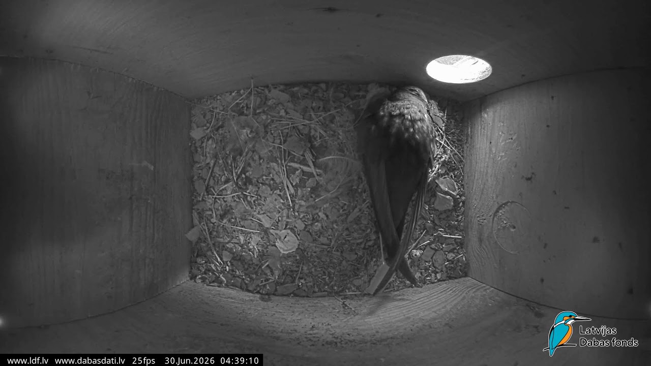 Live webcam view of Swift Nest Box at Cēsis Castle