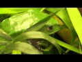 Amazing Pets Wax Frog Reality TV Clip