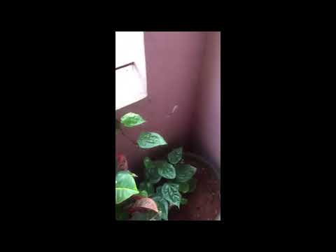 1064 Srilatha from Guntur likes #Plants and few clicks away to win his Free terrace garden!