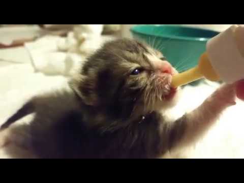 Bottle Feeding Kittens (2 Weeks Old)
