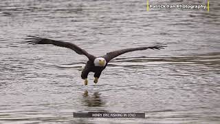 🦅 Henry's Incredible Head-On Fish Catch! Stunning Close-Up Eagle Action! 🎣 4k #viral #wildlife