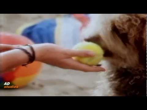 Cesar - Part of Changeover from 'Mr Dog'