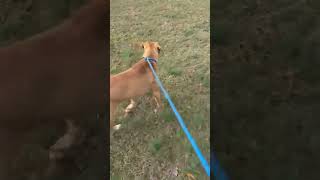 Video preview image #1 Mutt Puppy For Sale in Woodbury, NY, USA