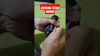 Download lagu Burung kutilang hitam langka #kutilang #burung #kicaumaniaindonesia #birds #pikatkutilang #nature mp3