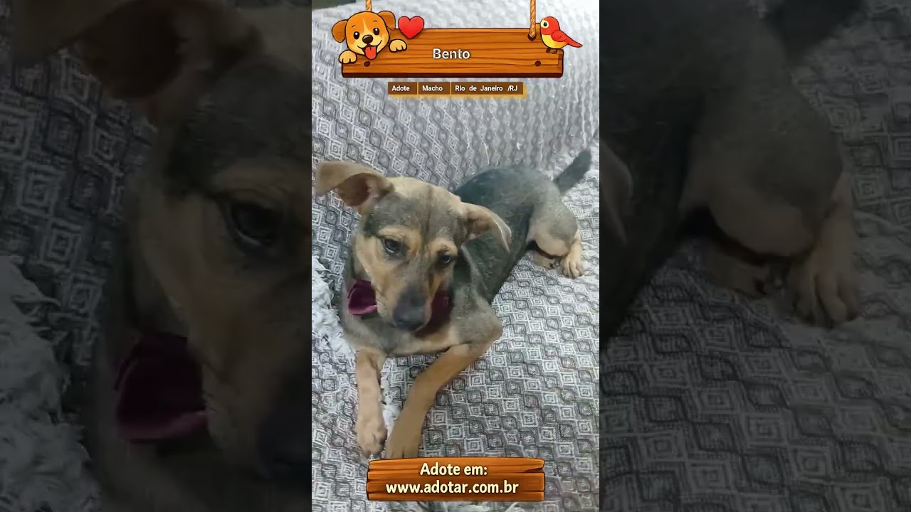 Cachorro raça SRD-ViraLata idade 1 ano nome Bento