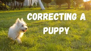 How Much Correction to Give a 5 Month Old Puppy - Robert Cabral Dog Training Video