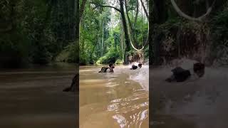 Monkeys Ambush Swimmers
