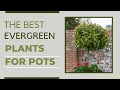 Low-Maintenance Evergreen Pots That Look Great All Year-Round