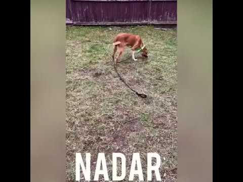 Nadar, an adopted Labrador Retriever Mix in Danbury, CT_image-1