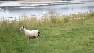 Rutland Water, Anglian Water, Reservoir