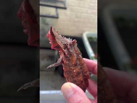 マタマタ(横向き)