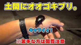 実はすごく可愛い！？オオゴキブリ推し動画