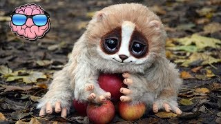 10 ANIMALS That CAME BACK From Extinction