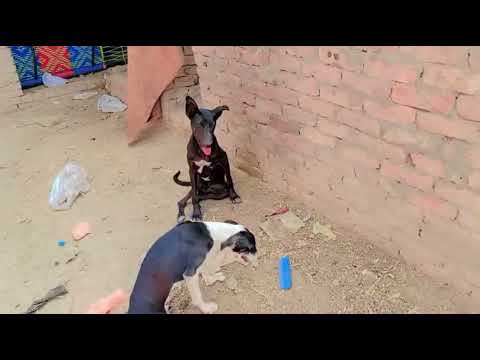 Our Dog House Got DESTROYED by Heavy Winds! 😱 Help Us Rebuild! 🛠️