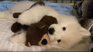 ♬ ultimate puppy beauty ♬ everything and more!