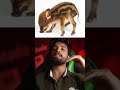Kantara Movie Reality Shivamsingh Ytshorts Shorts