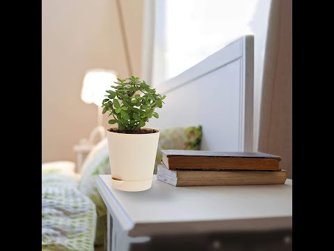 Good Luck Jade Plant with Self Watering Pot