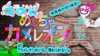 【めっちゃカメレオン】メンツは夜アソ日和なカメレオン　#7（ラスト）【かくれんぼ】