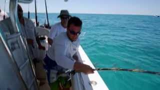 Fish Mavericks catch big Tiger Shark