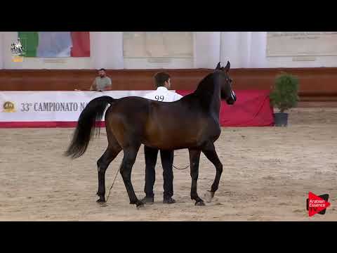 N 99 FREE EUKALIPTUS   Italian Nationals 2019   7 Years Old and Older Stallions Class 11 12