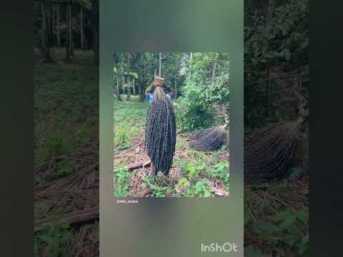 Açaí do Amazonas(E. precatoria) de Codajás